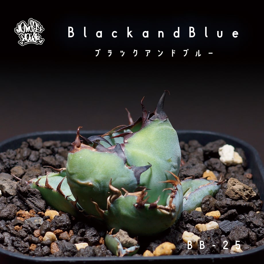 アガベ チタノタ ブラックアンドブルー/bb-25 | アガベ専門店