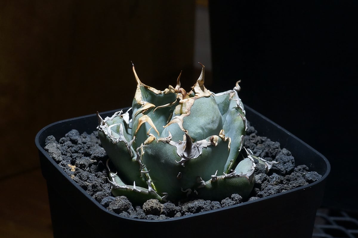 アガベ　チタノタ　白鯨 アガベ チタノタ 白鯨/ww-27 | アガベ専門店 モンスターハウス