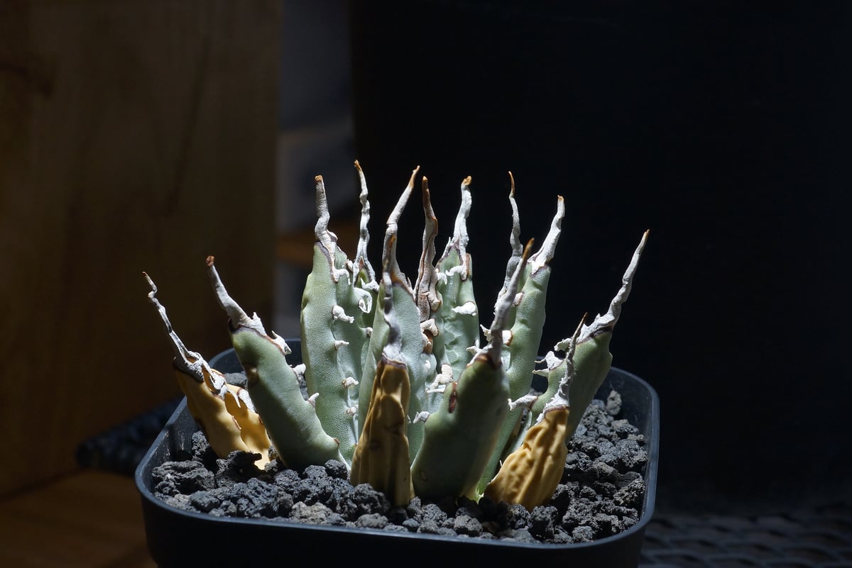 アガベ ユタエンシス エボリスピナ / ES-06 | アガベ専門店 モンスター