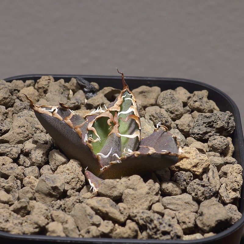 アガベ チタノタ シーザー 凱撒/cae-04 | アガベ専門店 モンスターハウス