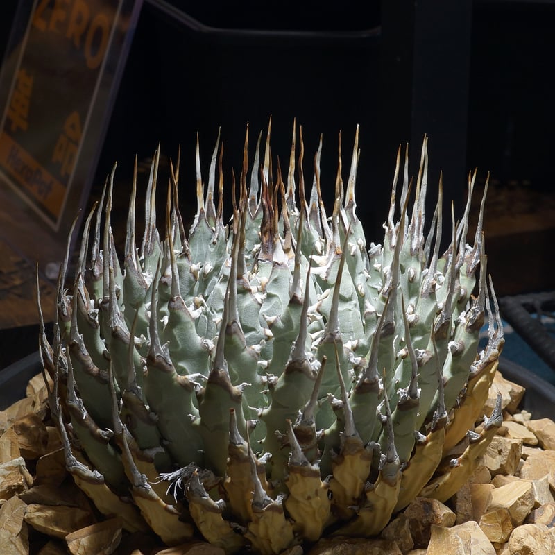 アガベ ユタエンシス エボリスピナ / ES-30 | アガベ専門店 モンスター