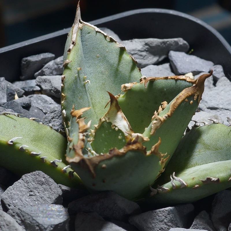 アガベ　チタノタ　鰐亀 アガベ・チタノタ 鰐亀（芽）-012｜agave titanota alligator sna