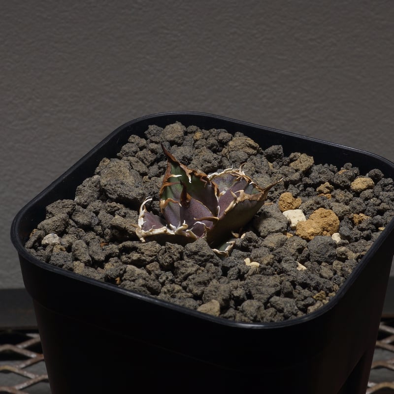 アガベ チタノタ シーザー 凱撒/cae-01 | アガベ専門店 モンスターハウス