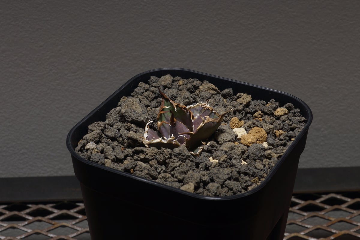 アガベ チタノタ シーザー 凱撒/cae-01 | アガベ専門店