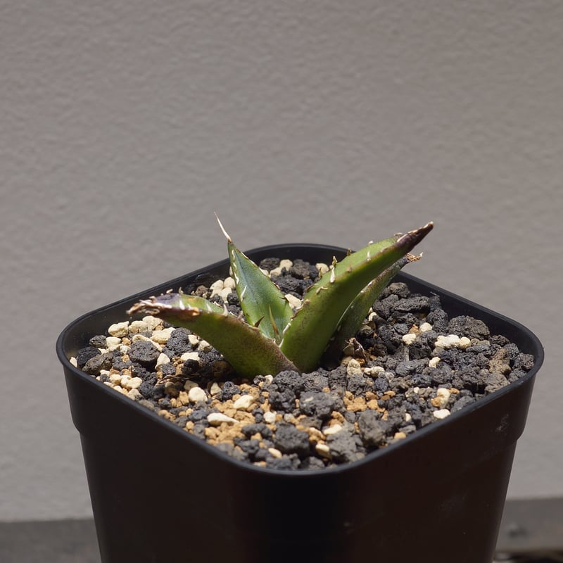 アガベ チタノタ ハデス / 黒帝斯 HD-02 | アガベ専門店 モンスターハウス