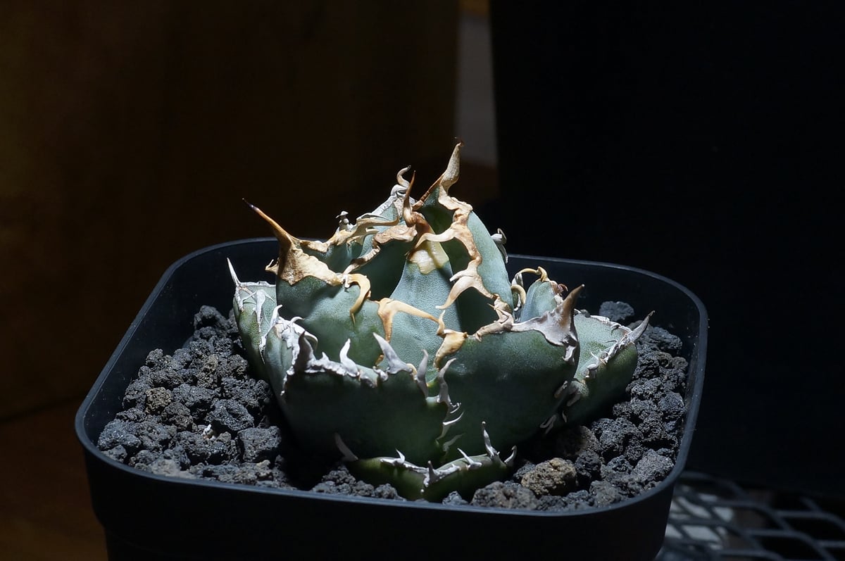 アガベ チタノタ アガベ チタノタ 白鯨/ww-27 | アガベ専門店 モンスターハウス