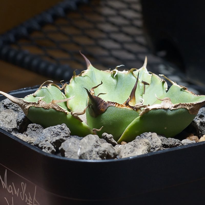 アガベ チタノタ 黒豹/子株 BP-09 | アガベ専門店 モンスターハウス