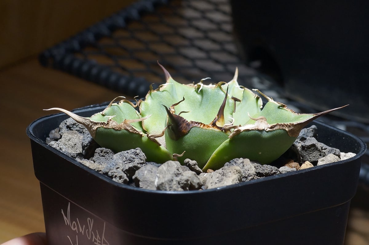 アガベ チタノタ 黒豹/子株 BP-09 | アガベ専門店 モンスターハウス