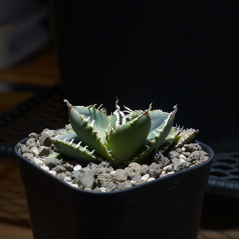 アガベ チタノタ 南アフリカダイヤモンド / SAD-13 | アガベ専門店