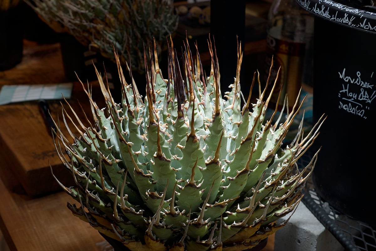 アガベ ユタエンシス エボリスピナ / ES-18 | アガベ専門店 モンスター