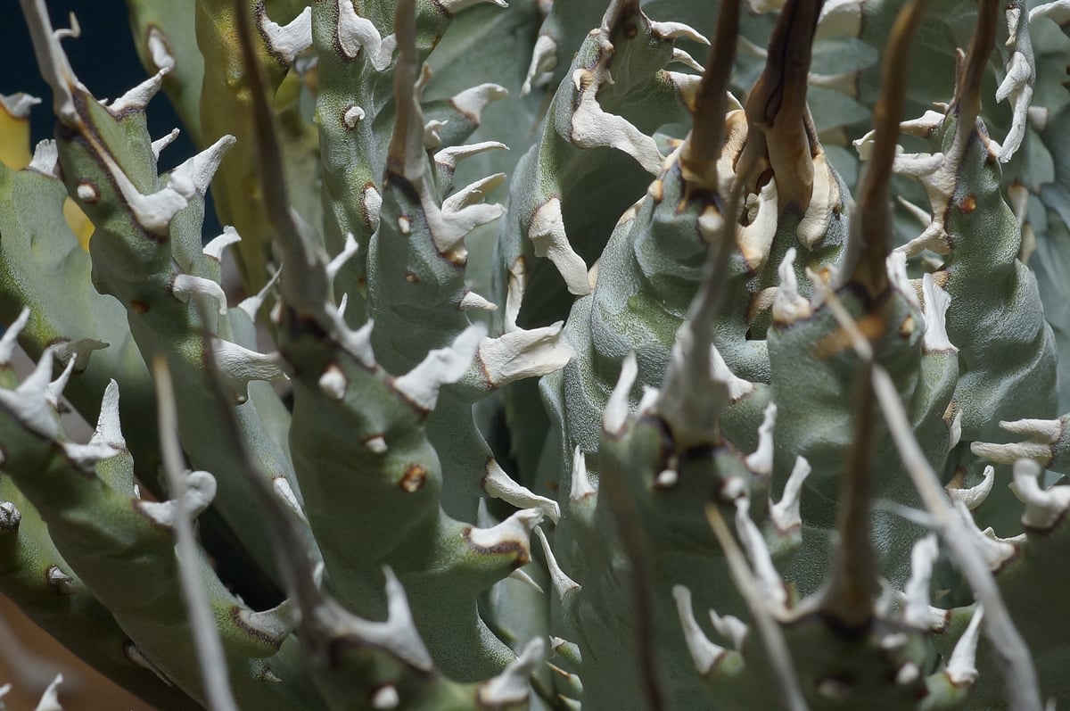 ★*★様 アガベ　ユタエンシス　エボリスピナ 実生25 アガベ ユタエンシス エボリスピナ / ES-25 | アガベ専門店 モンスター