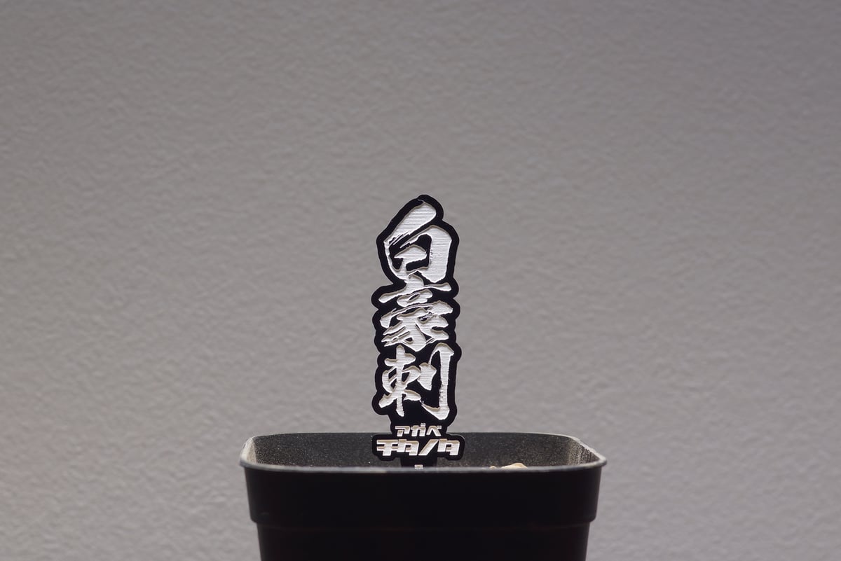 アガベ 品種 プランツタグ 黒】チタノタ 白豪刺 | アガベ専門店