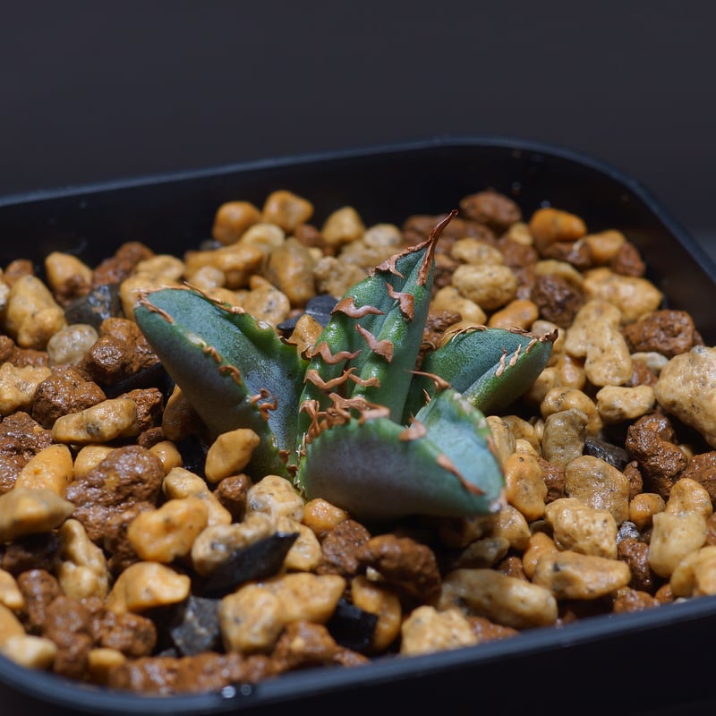 アガベ チタノタ ホワイトファイヤー/白火焔 WF-01 | アガベ専門