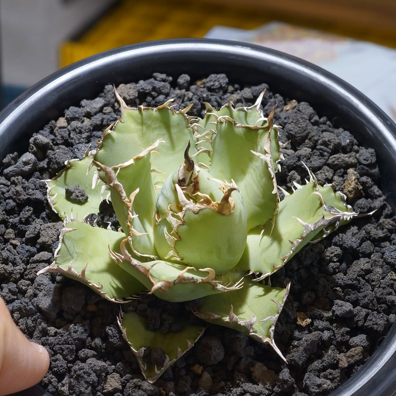 アガベ チタノタ フィリグリー /fg-04 | アガベ専門店