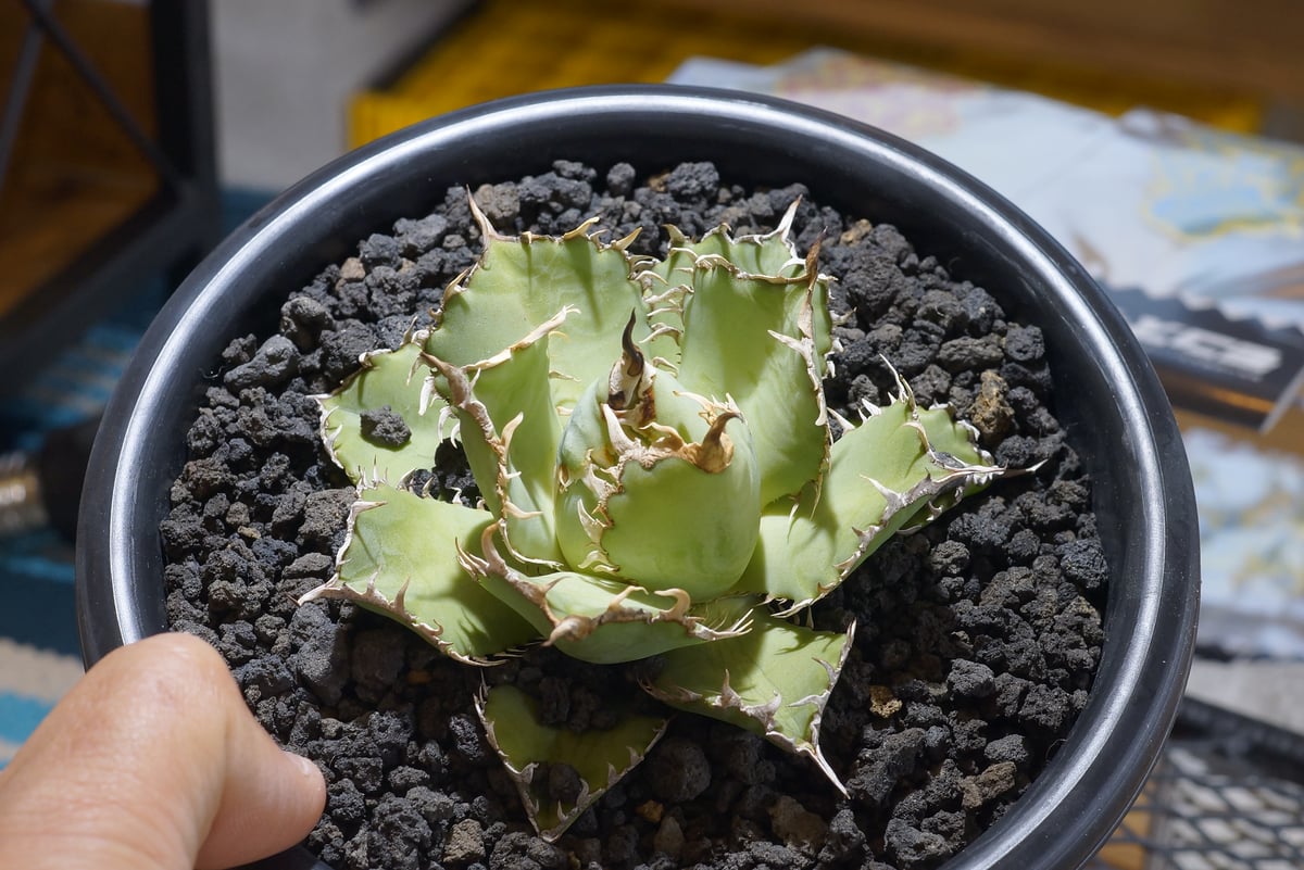 アガベ チタノタ フィリグリー /fg-04 | アガベ専門店 モンスターハウス