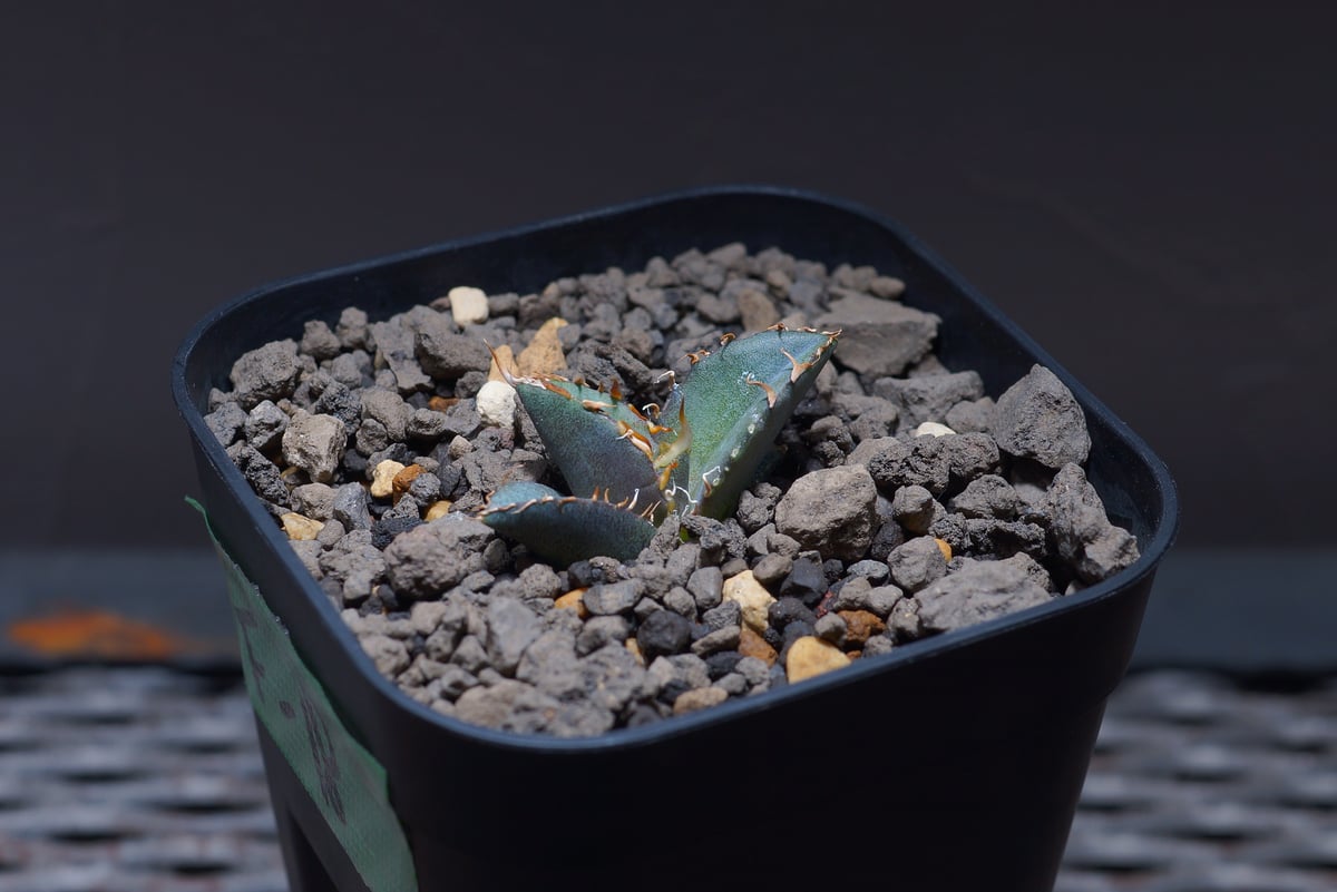 アガベ オテロイ FO-76/子株 F-18 | アガベ専門店 モンスターハウス