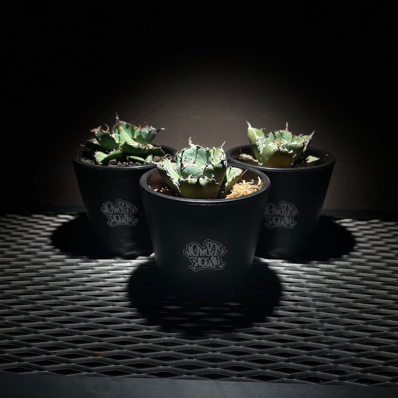 モンスターボウル（プラ鉢）ブラック | アガベ専門店 モンスター