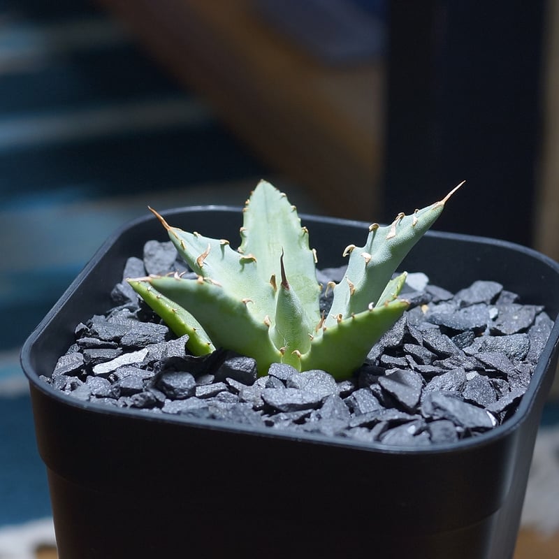 アガベ ハイブリッド 妖炎×姫厳竜/ Y×H-03 | アガベ専門店 モンスター