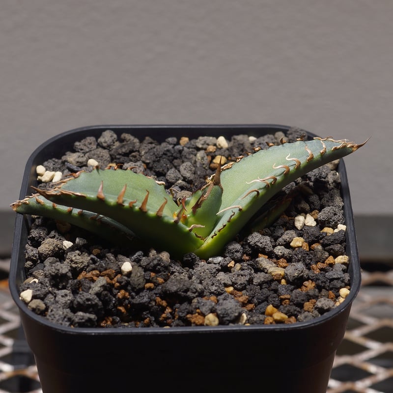 アガベ チタノタ 夕映厳竜 / YB-14 | アガベ専門店 モンスターハウス