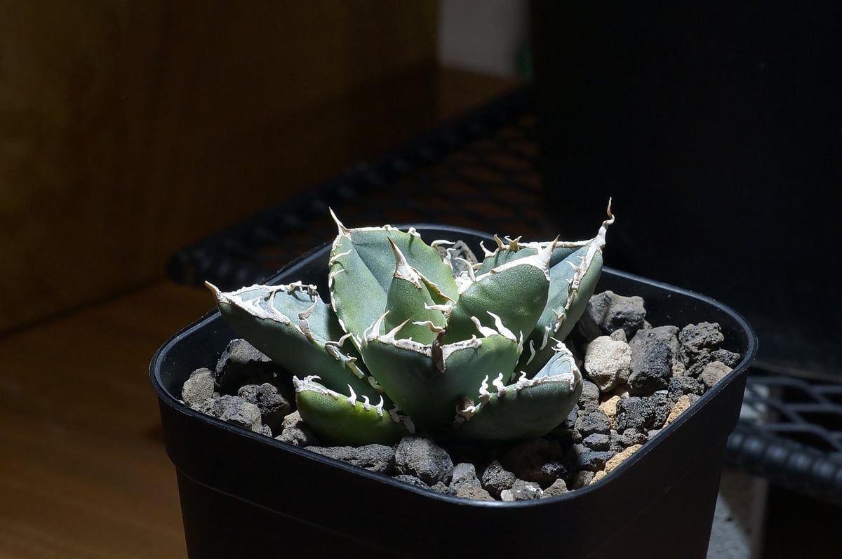 ゆーす‼️写真現物　SAD アガベチタノタ ゆーす‼️写真現物 SAD アガベチタノタ Agave titanota SAD