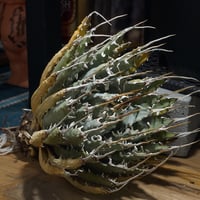 【コレクション株】地獄猫\"Red Catweazle\"　プランツタグ付き コレクション株】地獄猫