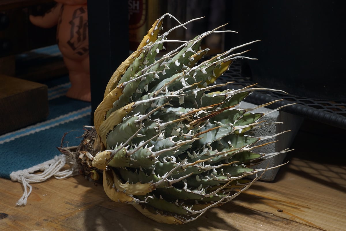 アガベ ユタエンシス エボリスピナ / ES-25 | アガベ専門店 モンスター