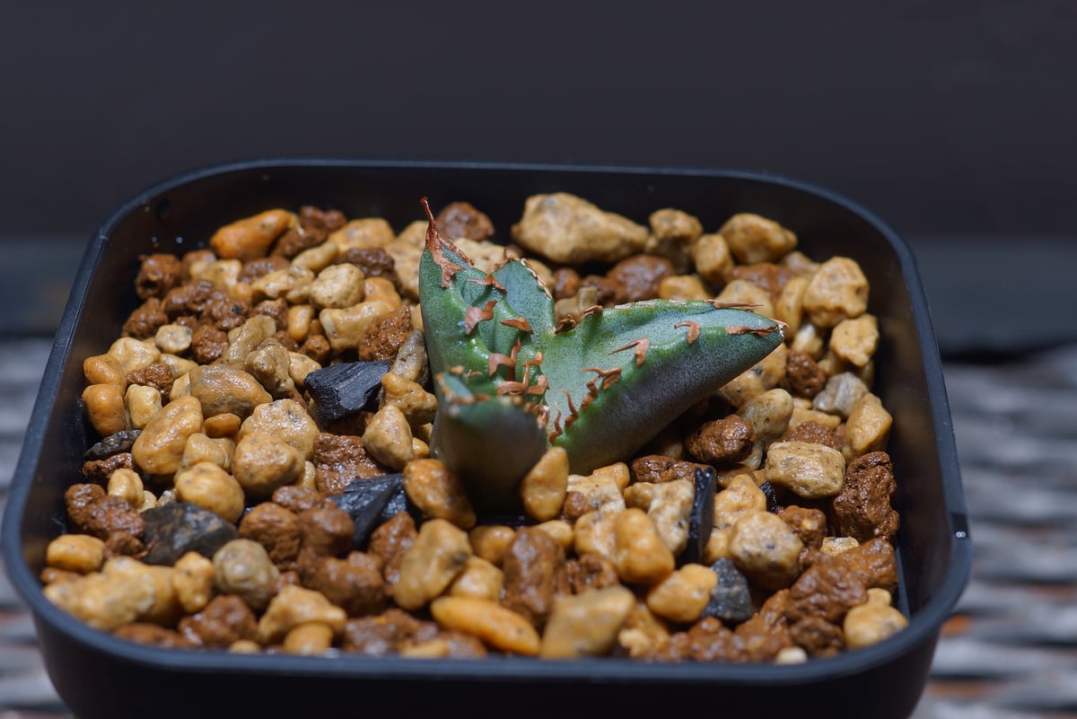 アガベ　チタノタ　ホワイトファイヤー　白火焔 アガベ チタノタ ホワイトファイヤー 