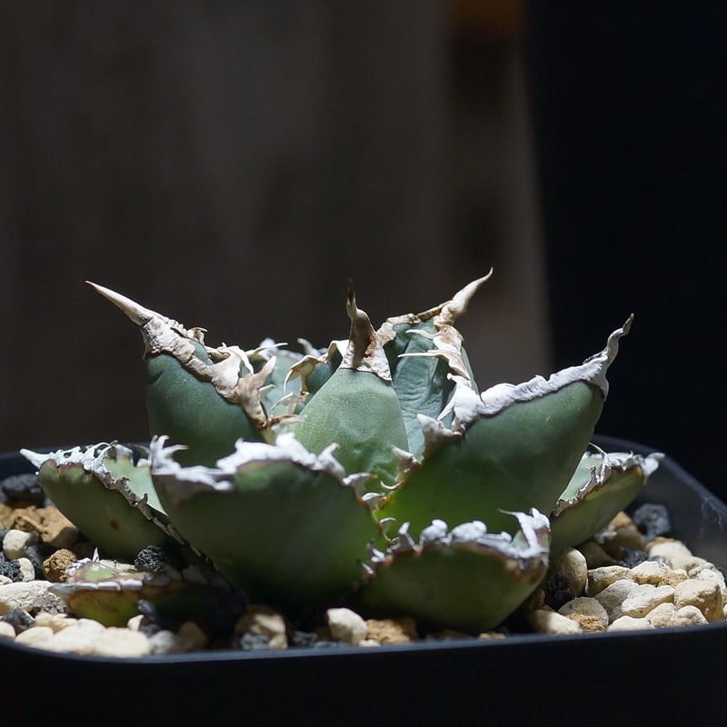 アガベ　チタノタ　狼人　鉢付き アガベ チタノタ 狼人 / Agave titanota were wolf | Amour.