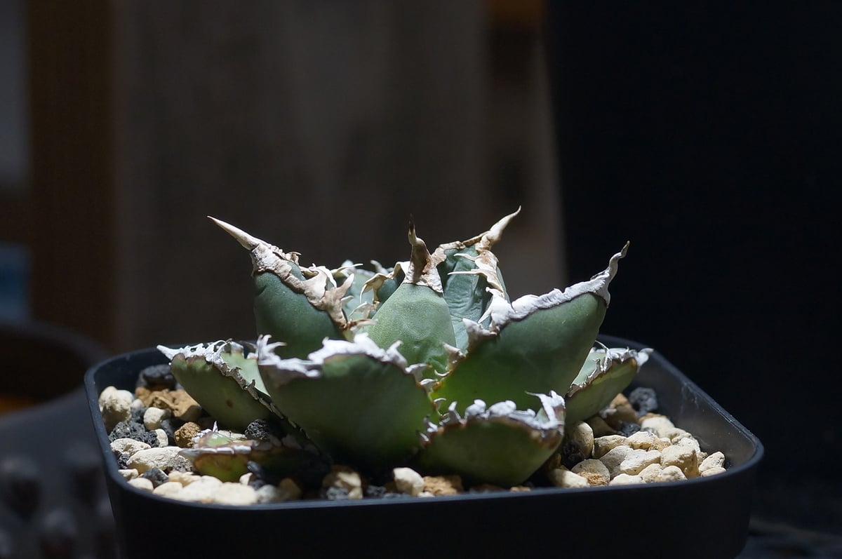 アガベ チタノタ 狼人 RN-03 | アガベ専門店 モンスターハウス