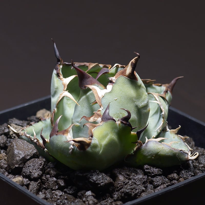 アガベ チタノタ ブラックアンドブルー/bb-27 | アガベ専門店