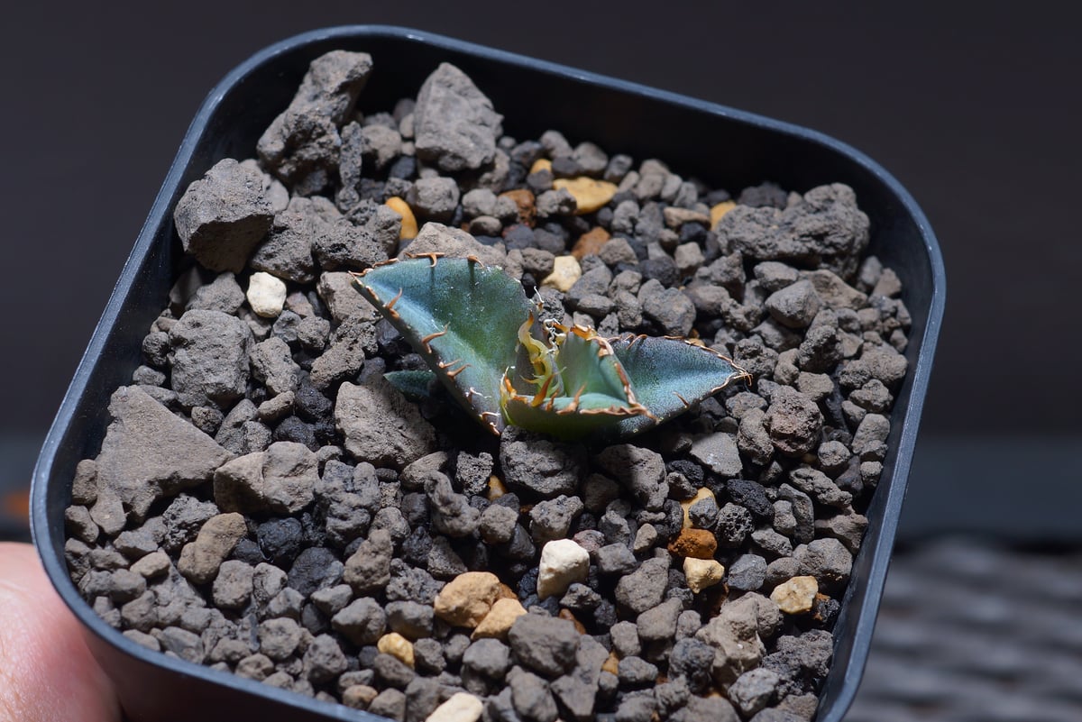 アガベ オテロイ FO-76/子株 F-18 | アガベ専門店 モンスターハウス