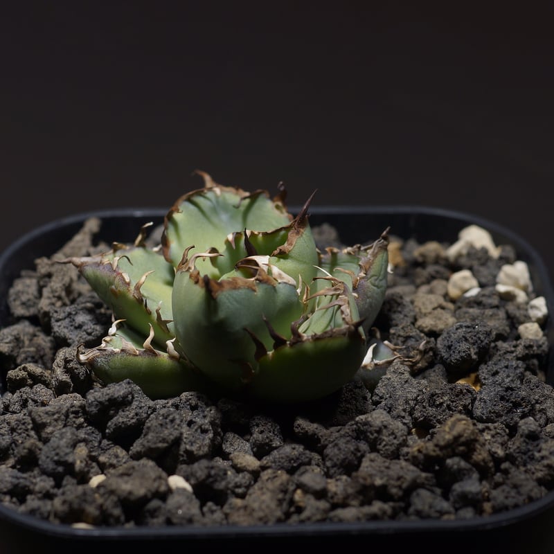 アガベ　チタノタ　黒鯨　親株　検）オアハカ　皇冠　清櫻　大白鯊 Yahoo!オークション - アガベ チタノタ 黒鯨 //検 清櫻 悪魔くんハデス