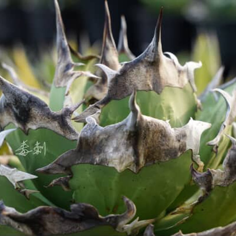 毒刺 キングアーサー King Arthur 亞瑟王 Dennis040 アガベ Agave Titanota King Arthur 亞瑟王👑 毒刺産キングアーサー