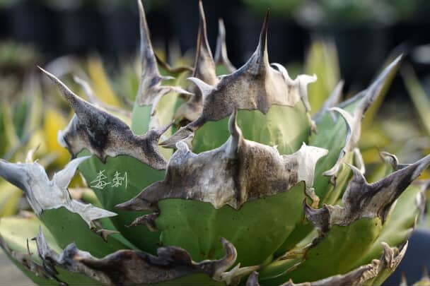 アガベ キングアーサー 毒刺産 King Arthur 亞瑟王 Agave Titanota King Arthur 亞瑟王👑 毒刺産キングアーサー