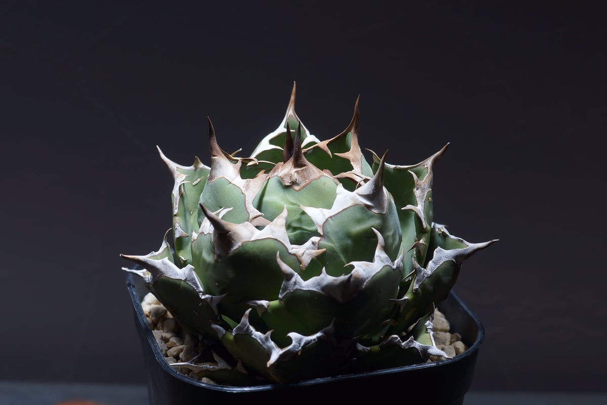 【goodtaniku】ハデス×姫厳竜　大きめ goodtaniku】ハデス×姫厳竜 大きめ goodtaniku】ハデス×姫厳竜 大きめ