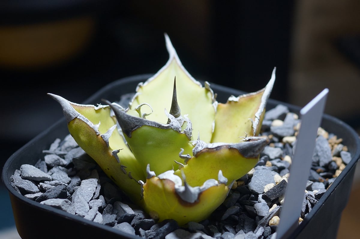 日曜日まで出品　毒刺　キングアーサー　発根済み子株 Yahoo!オークション - 【毒刺産 発根済み子株】亞瑟王 キング