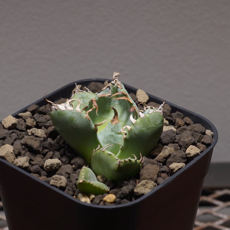 専用 ittohebehebe 様 特選抜 魔丸 アガベ チタノタ アガベ チタノタ 魔丸 / MG-01 | アガベ専門店 モンスターハウス