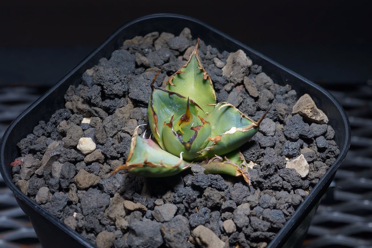 強棘選抜】アガベオテロイFO-76 子株（F-08）インドネシア輸入株