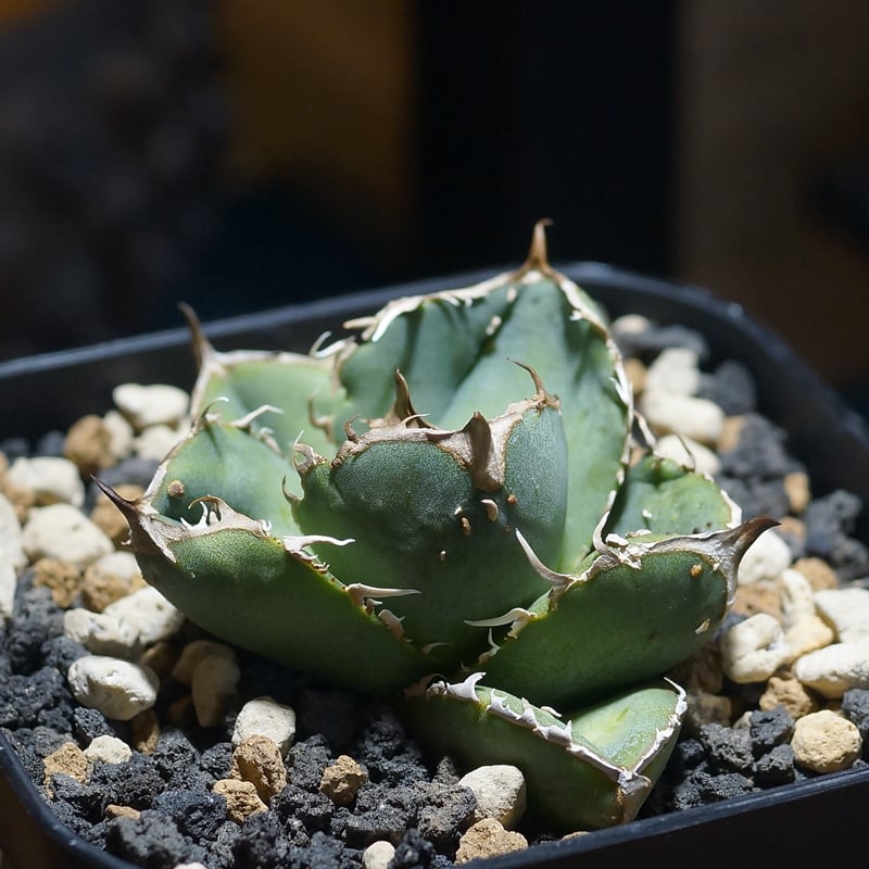 アガベ チタノタ 疣猪 / イボイノシシ WT-01 | アガベ専門店