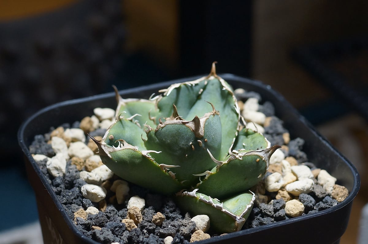 アガベ チタノタ 疣猪 / イボイノシシ WT-01 | アガベ専門店