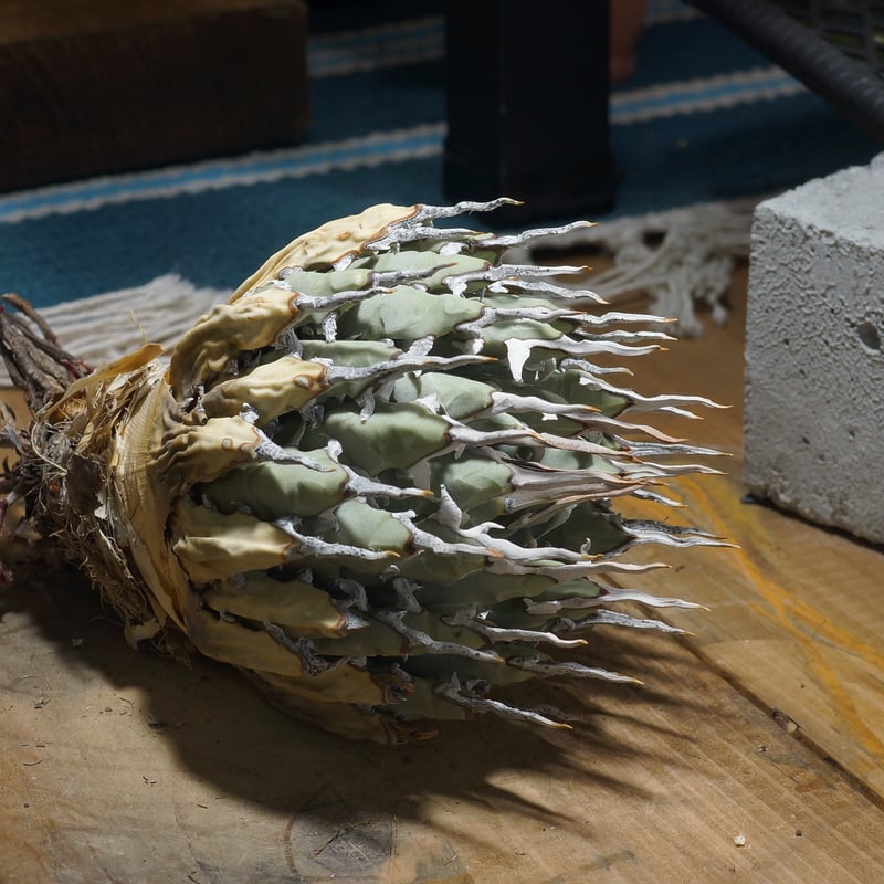 アガベ ユタエンシス エボリスピナ / ES-20 | アガベ専門店 モンスター