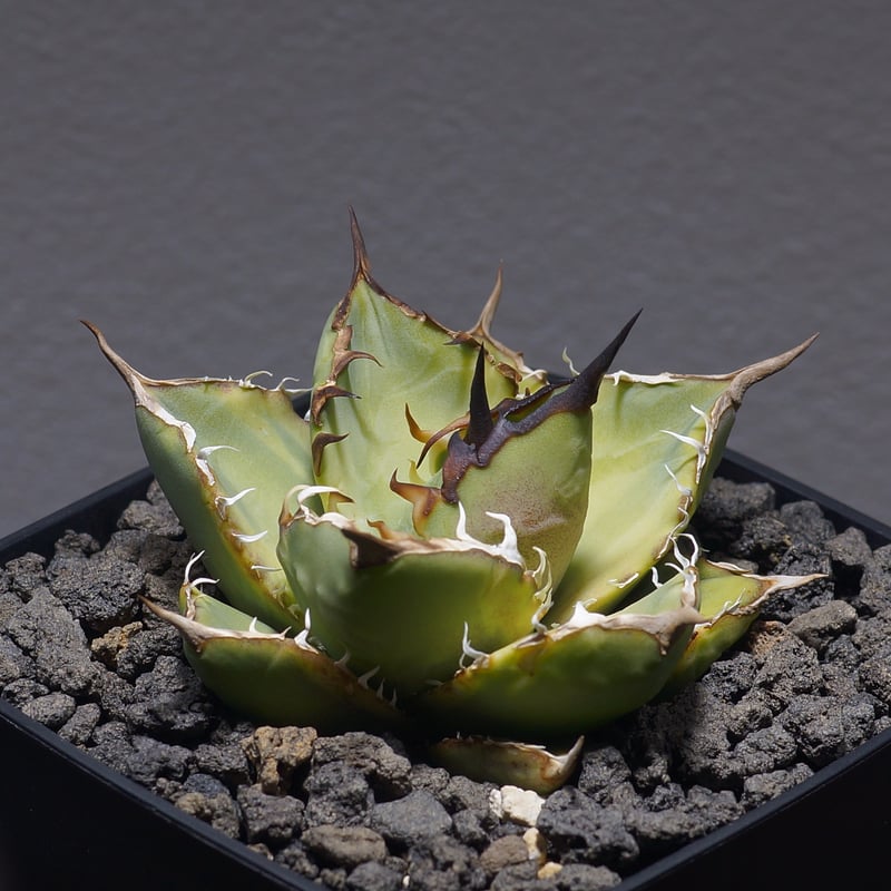 アガベ チタノタ ナンバーワン錦/子株 N1-06 | アガベ専門店