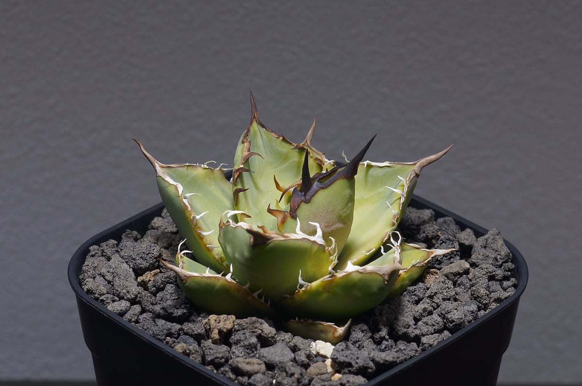 アガベ チタノタ ナンバーワン錦/子株 N1-06 | アガベ専門店  