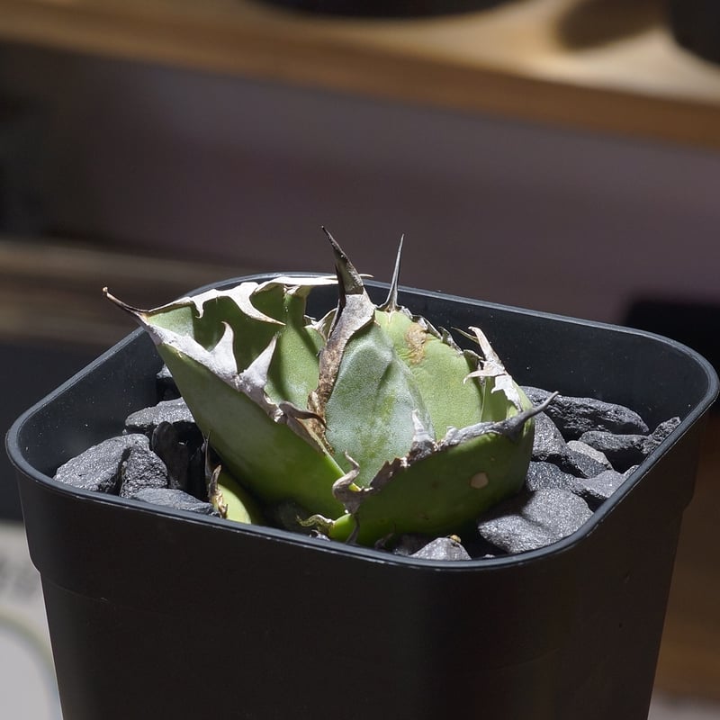 アガベ チタノタブルー 実生 5 アガベ チタノタブルー 実生 5 fit=scale-down,w=1200