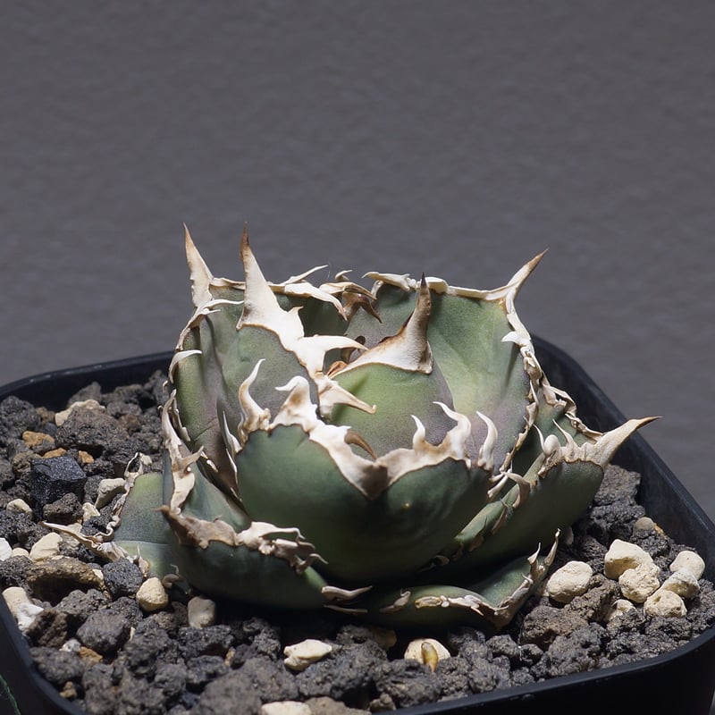 アガベ オテロイ FO-76/子株 F-27 | アガベ専門店 モンスターハウス