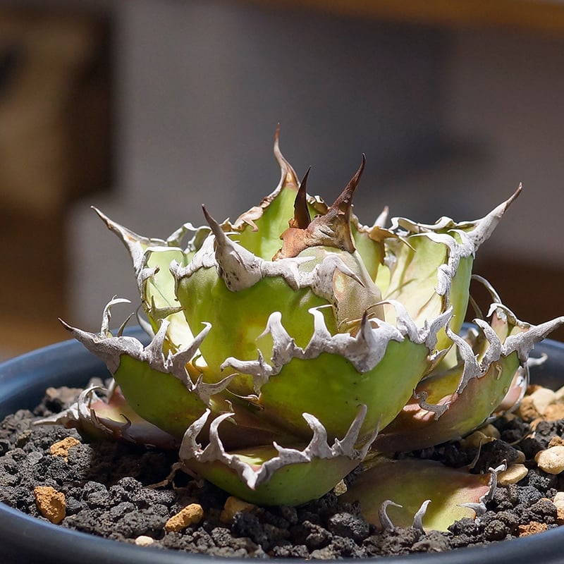 凱撒 CAESARアガベチタノタシーザーvaliem鉢発送バリエム鉢 凱撒 CAESARアガベチタノタシーザーvaliem鉢発送バリエム鉢 凱撒