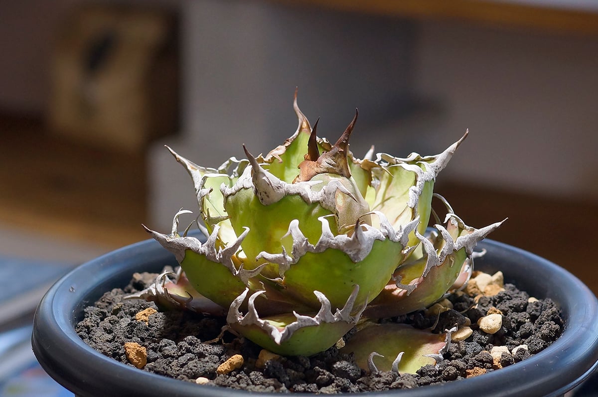 アガベ チタノタ シーザー 凱撒/cae-10 | アガベ専門店 モンスターハウス