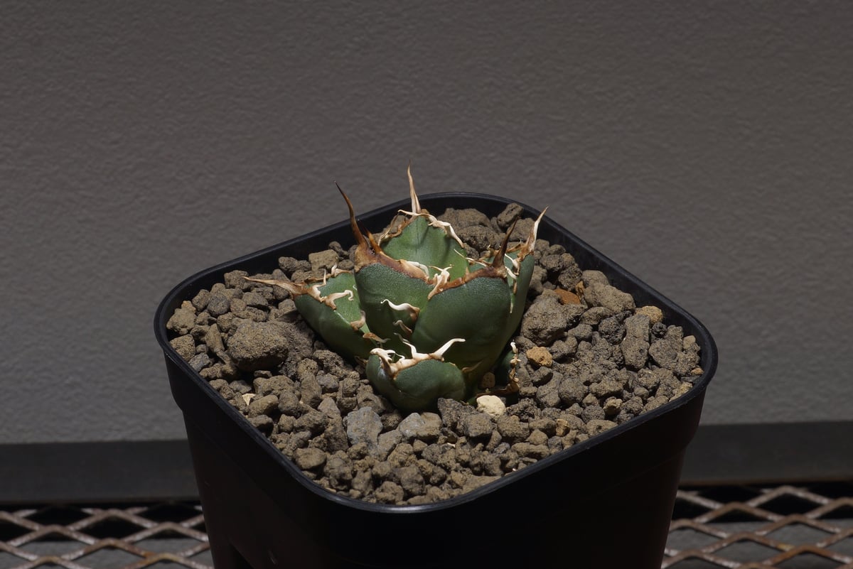 fit=scale-down,w=1200