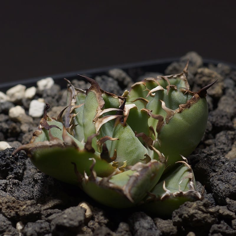 アガベ　チタノタ　黒鯨錦 アガベ チタノタ 黒鯨錦 アガベ チタノタ 黒鯨 Agave titanota