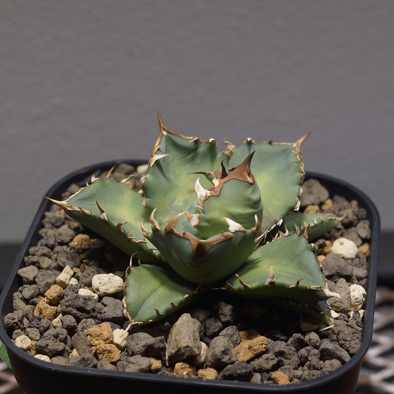 アガベ チタノタ 姫厳竜（ボールタイプ）/ HM-07 | アガベ専門店